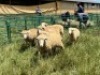 LOT 9B 6X DORMER RAMLAMBS Pay per Animal to take all) - 2