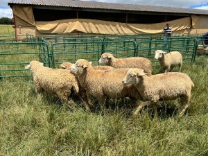 LOT 10B 4+4X DORMER RAMLAMBS Pay per Animal to take all)