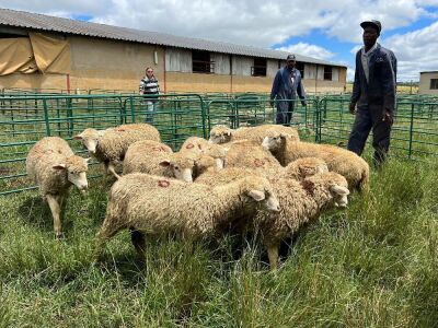 LOT 10A 10X DORMER RAMLAMBS Pay per Animal to take all)