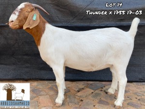 1X FLOCK BOER GOAT DOE ARBEIDSAAMHEID BOERBOKSTOET