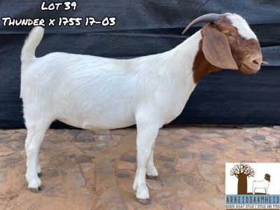 1X FLOCK BOER GOAT DOE ARBEIDSAAMHEID BOERBOKSTOET