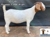 1X STUD BOER GOAT DOE ARBEIDSAAMHEID BOERBOKSTOET