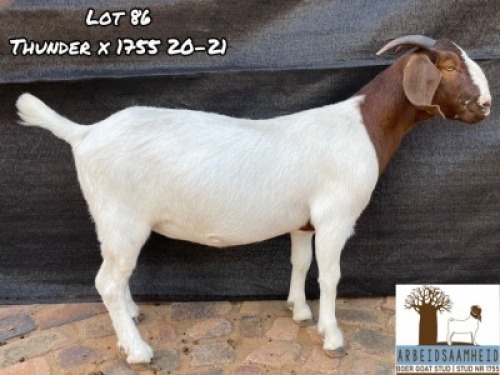1X FLOCK BOER GOAT DOE ARBEIDSAAMHEID BOERBOKSTOET