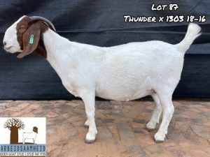 1X FLOCK BOER GOAT DOE ARBEIDSAAMHEID BOERBOKSTOET