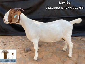 1X FLOCK BOER GOAT DOE ARBEIDSAAMHEID BOERBOKSTOET