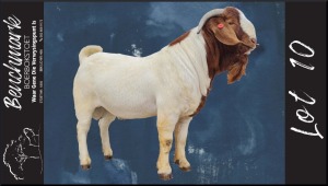 1X FLOCK BOER GOAT BUCK BENCHMARK BOERBOKSTOET