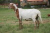 LOT 110 1X MEATMASTER OOIE /EWE RED RIBBON MEATMASTERS