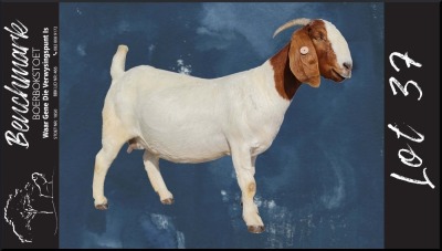 1X STUD BOER GOAT DOE BENCHMARK BOERBOKSTOET