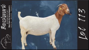 1X STUD BOER GOAT DOE BENCHMARK BOERBOKSTOET