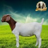 1X FLOCK BOER GOAT DOE BEZUIDENHOUT BOERBOKSTOET