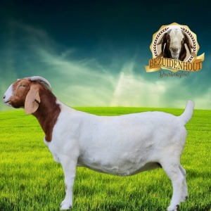 WITHDRAWN - 1X BOER GOAT DOE BEZUIDENHOUT BOERBOKSTOET