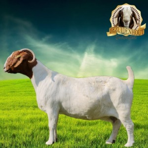 WITHDRAWN - 1X BOER GOAT DOE BEZUIDENHOUT BOERBOKSTOET