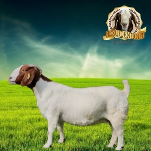 1X FLOCK BOER GOAT DOE BEZUIDENHOUT BOERBOKSTOET