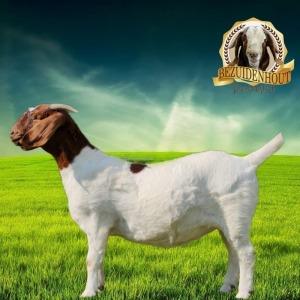 1X FLOCK BOER GOAT DOE BEZUIDENHOUT BOERBOKSTOET