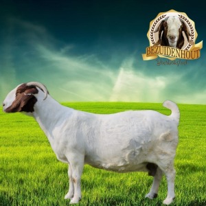 WITHDRAWN - 1X BOER GOAT DOE BEZUIDENHOUT BOERBOKSTOET