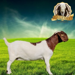 1X FLOCK BOER GOAT DOE BEZUIDENHOUT BOERBOKSTOET