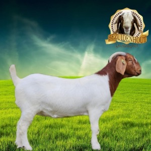 WITHDRAWN - 1X BOER GOAT DOE BEZUIDENHOUT BOERBOKSTOET