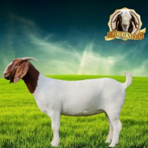 1X STUD BOER GOAT DOE BEZUIDENHOUT BOERBOKSTOET