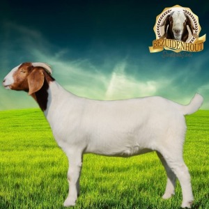 1X STUD BOER GOAT DOE BEZUIDENHOUT BOERBOKSTOET