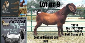 1X FLOCK KALAHARI RED BUCK BLG STUD BREEDERS