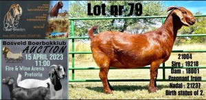 1X STUD KALAHARI RED DOE BLG STUD BREEDERS