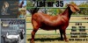 WITHDRAWN - 1X KALAHARI RED DOE BLG STUD BREEDERS