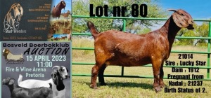 1X STUD KALAHARI RED DOE BLG STUD BREEDERS