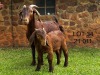 1+1X FLOCK KALAHARI RED DOE CMLW BOERDERY