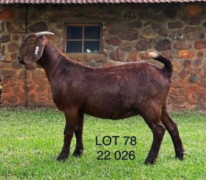 1X FLOCK KALAHARI RED DOE CMLW BOERDERY