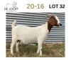 1X FLOCK BOER GOAT DOE DELOOFT BOERBOKSTOET