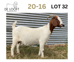 1X FLOCK BOER GOAT DOE DELOOFT BOERBOKSTOET