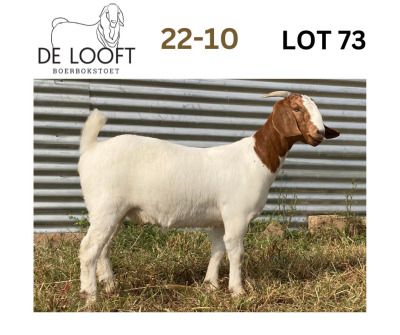 1X FLOCK BOER GOAT DOE DELOOFT BOERBOKSTOET