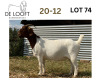 1X FLOCK BOER GOAT DOE DELOOFT BOERBOKSTOET