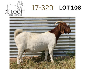 1X FLOCK BOER GOAT DOE DELOOFT BOERBOKSTOET