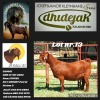 1X STUD KALAHARI RED DOE DHIDEJAK KALAHARI REDS