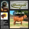 1X FLOCK KALAHARI RED DOE DHIDEJAK KALAHARI REDS