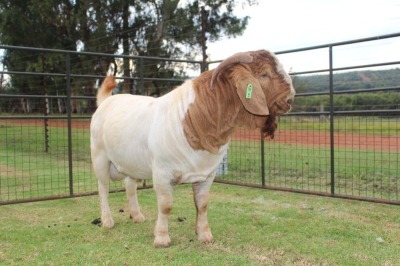 1X STUD BOER GOAT BUCK FERANDE BOERBOKSTOET