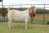 1X STUD BOER GOAT BUCK FERANDE BOERBOKSTOET - 2