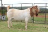 1X STUD BOER GOAT BUCK FERANDE BOERBOKSTOET - 3