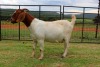 WITHDRAWN - 1X BOER GOAT DOE FERANDE BOERBOKSTOET