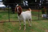 WITHDRAWN - 1X BOER GOAT DOE FERANDE BOERBOKSTOET - 2