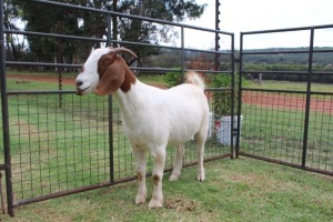 1X FLOCK BOER GOAT DOE FERANDE BOERBOKSTOET