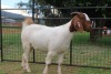 1X FLOCK BOER GOAT DOE FERANDE BOERBOKSTOET - 2