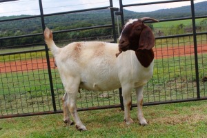 WITHDRAWN - 1X BOER GOAT DOE FERANDE BOERBOKSTOET