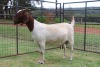 WITHDRAWN - 1X BOER GOAT DOE FERANDE BOERBOKSTOET - 2