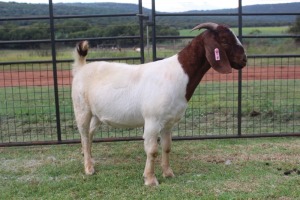 1X FLOCK BOER GOAT DOE FERANDE BOERBOKSTOET