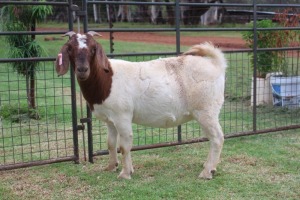 1X FLOCK BOER GOAT DOE FERANDE BOERBOKSTOET