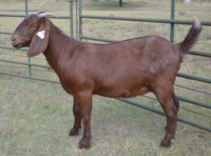 1X FLOCK KALAHARI RED DOE FERMAR KALAHARI REDS