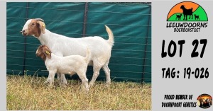 1+1X FLOCK BOER GOAT DOE LEEUWDOORNS BOERBOKSTOET