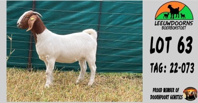 1X FLOCK BOER GOAT DOE LEEUWDOORNS BOERBOKSTOET